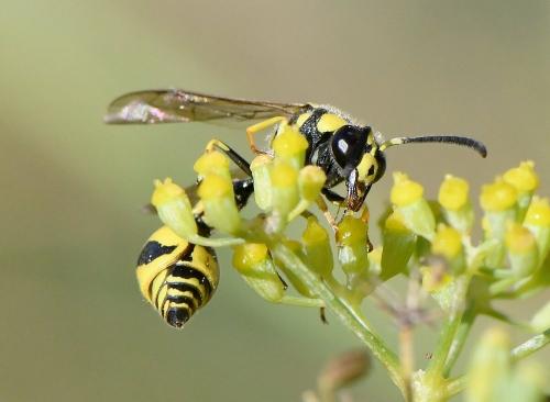 Réf. 242 911 : Eumenes mediterraneus mediterraneus
